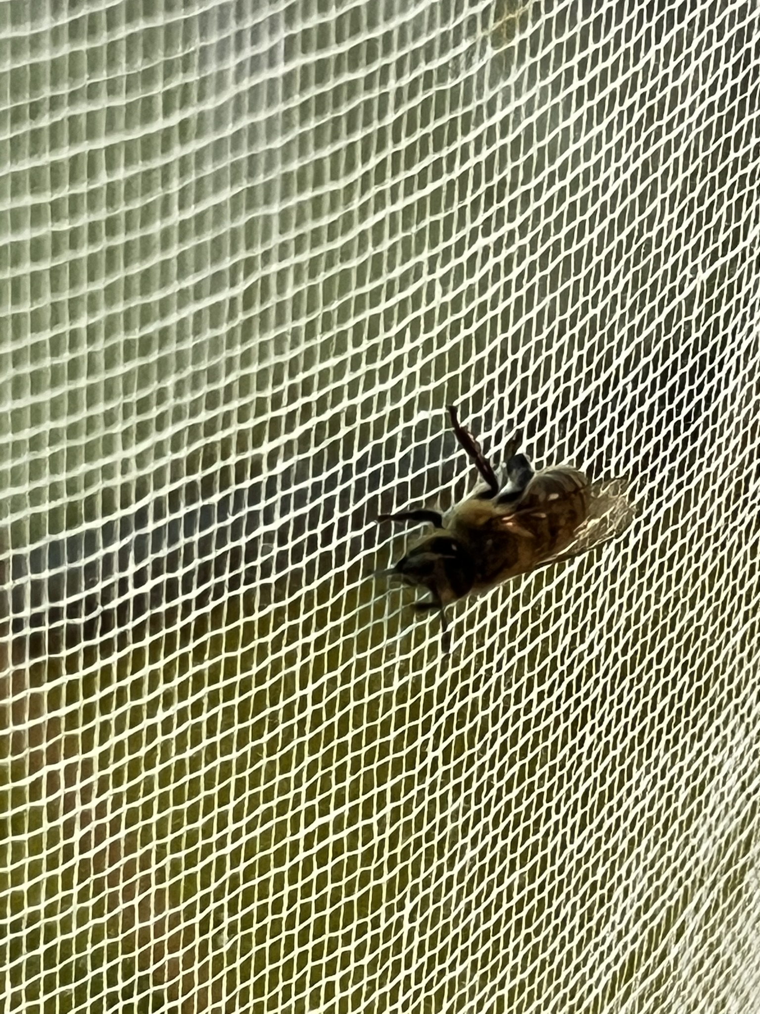 Tests have shown that the preventive treatment protects bees against two ...
