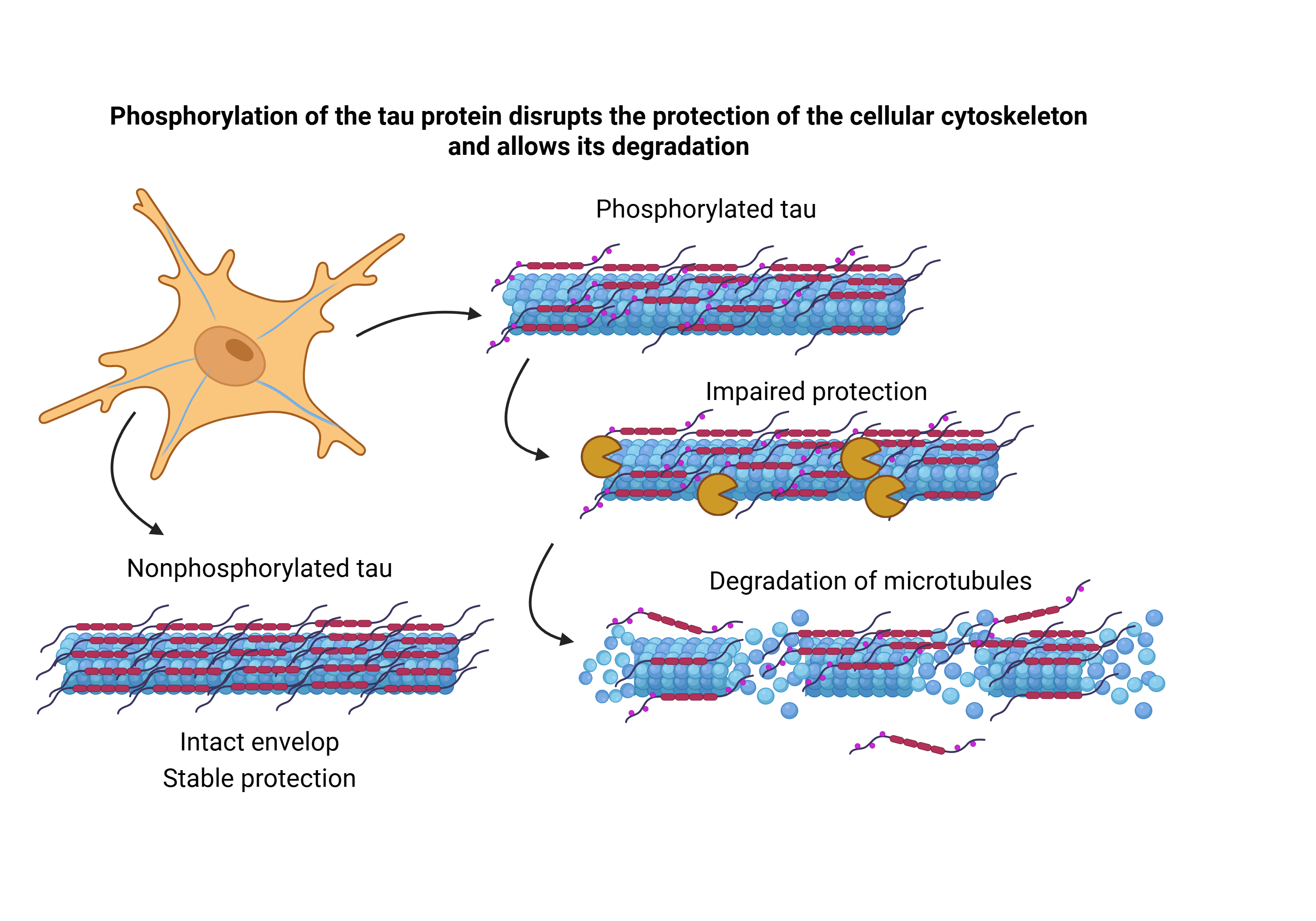 Tau ochranaEN Tau ochranaEN