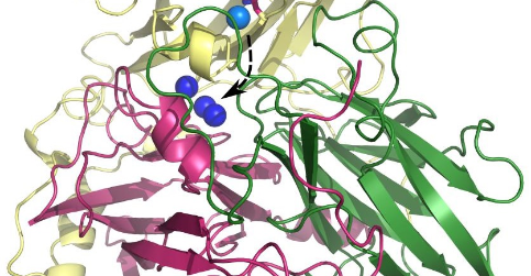 Unikátní typ vazby enzymu bilirubin oxidáza je zásadní pro rozvoj ...