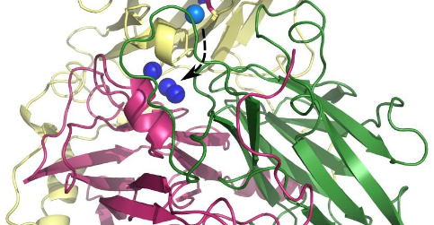 Unique type of chemical bond in enzyme bilirubin oxidase is a key for ...