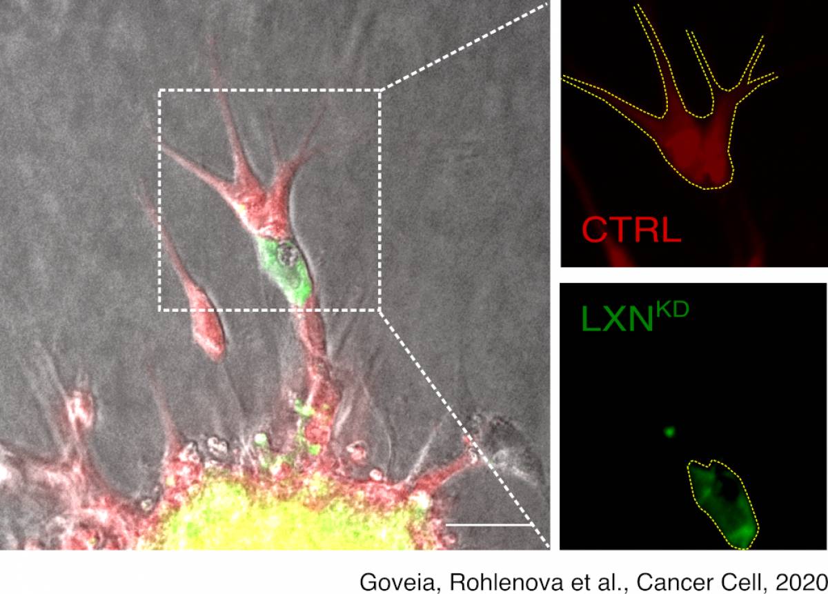 Cancer-cell