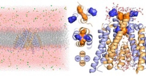 Laboratory of Structural Bioinformatics of Proteins