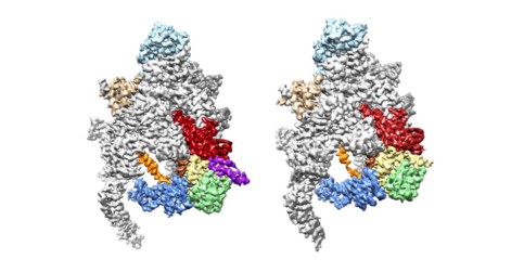 New possibilities in fight against pathogenic bacteria