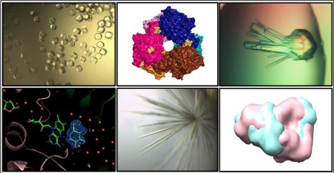 Laboratory of Structure and Function of Biomolecules