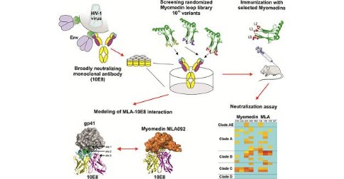 Myomedins as immunogens elicit HIV-1 neutralizing antibodies