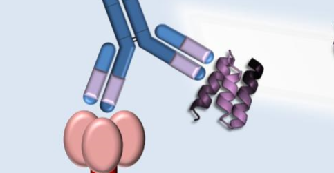 Proteiny mimikující epitopy široce neutralizujících protilátek jako nadějná ...