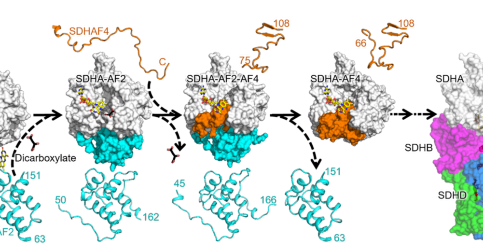 New results concerning a key complex regulating the Krebs cycle and ...
