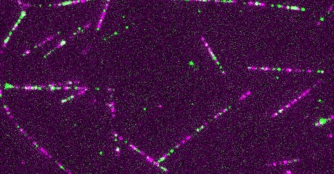 Jako horolezci na laně. Mitochondrie se umí jistit a plynule se pohybovat v davu