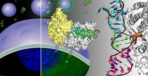 Structural basis of PSMA recognition by the A9g RNA aptamer