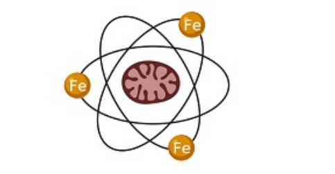 Laboratory of Tumour Resistance