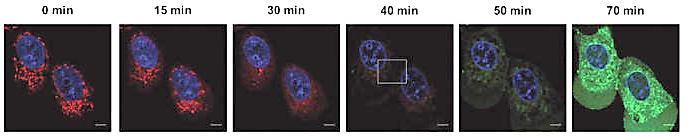 mitochondrie.png