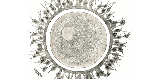 Research of Protein Network and Its Role in Fertilisation May Help to ...