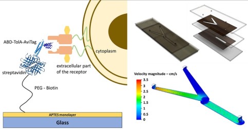 Mikrofluidní čip založený na rekombinantních proteinových ligandech