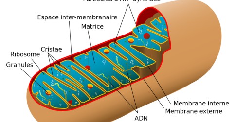 Remarkable discovery in IBT Remarkable discovery in IBT