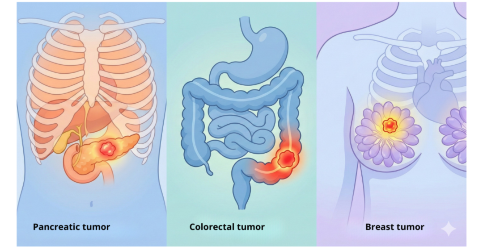 Researchers described a key role of mitochondrial respiration in early ...