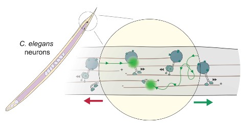 Laboratory of Intracellular Dynamics