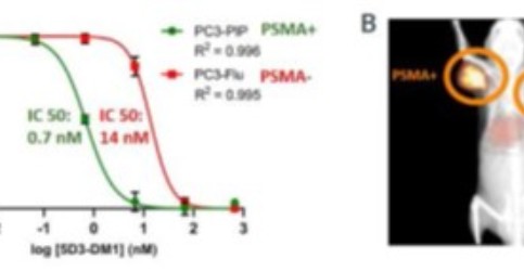 Anti-PSMA antibodies for therapeutic and diagnostic purposes