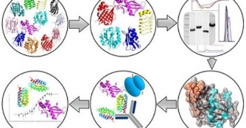 Nová třída stabilního proteinového skafoldu